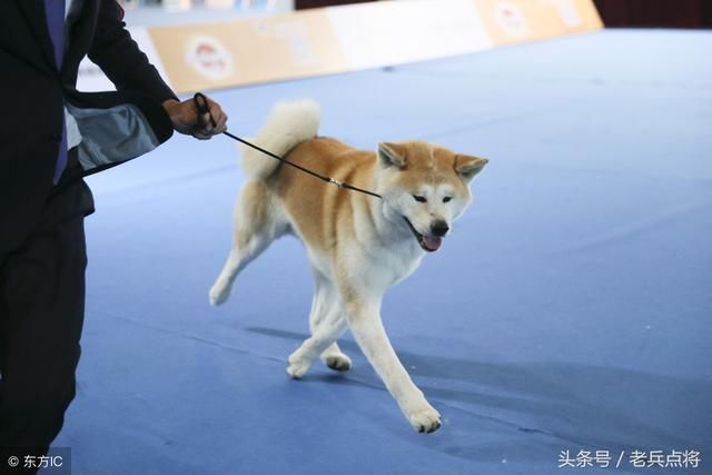 普京回礼让安倍颜面尽失！这把短刀在日本人人皆知，缺又不敢提起