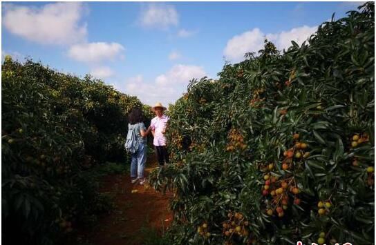 树品牌拓销路 海口力推特色火山荔枝 火 遍全国