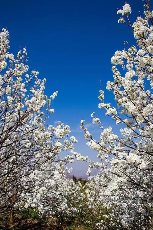 云南一场“梨花雨”，开出了地球上最美的春天！