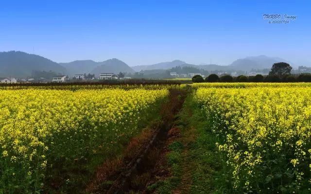 美翻！橘子洲头的梅花怒放 沦陷花海的你 拍照记得这样做……