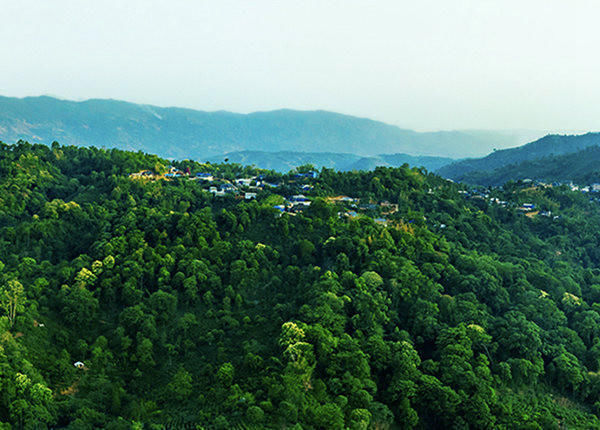 探索热带雨林里的三百年古树,只为寻找最好的红茶