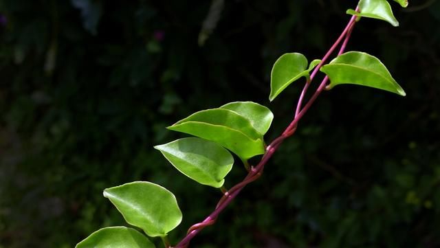 这种入侵的野草，却成了人们口中的美味！营养价值高！如何种植？