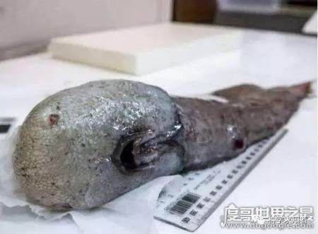 探索海底一万米有多恐怖, 拥有数不尽的怪异生物