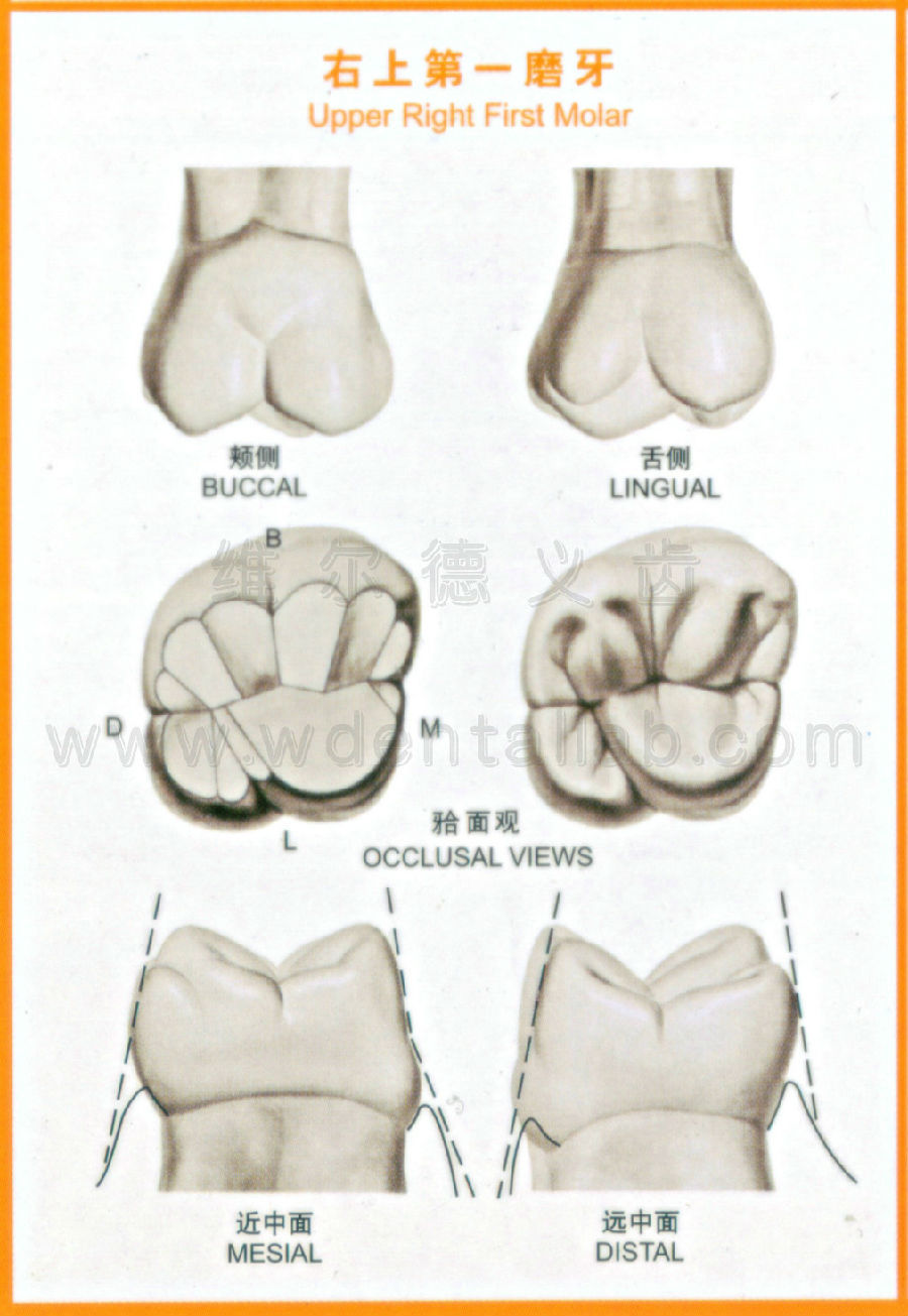 牙齿解剖形态图