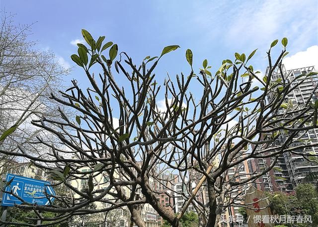 当四大火炉还在过冬天的时候，我们已经过夏天了，这就是深圳速度