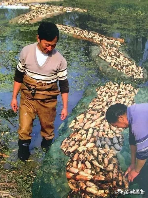 宝应县多少人口_宝应县桃园小学图片(2)