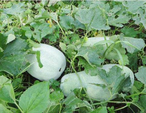 立冬后不妨多吃此菜,养肝护肾,润肺化痰,不想肚