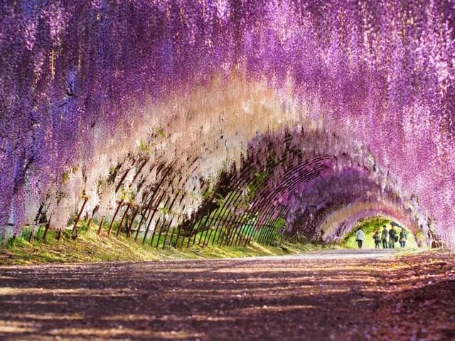 乐活旅行:错过了樱花，日本还有五处最美的紫藤花等着你!