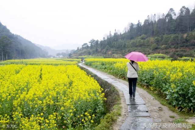 我送我妈项链，去找婆婆拿钱时她家被偷，我报警后她成了全村笑话