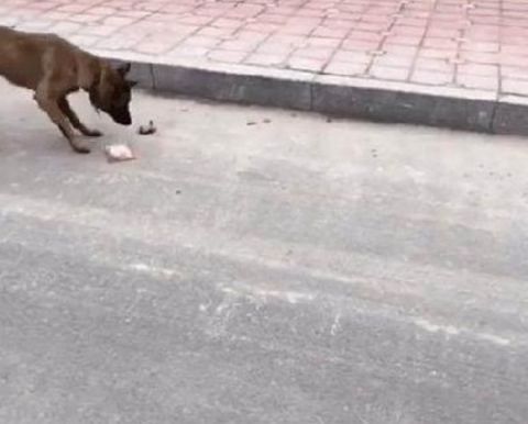 流浪狗街头碰瓷,男司机扔出一块骨头,流浪狗的