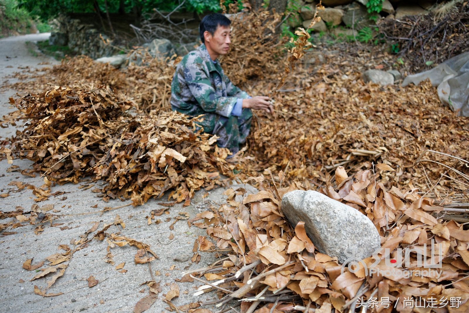 生姜地里插满了整齐排列的枯树枝，很多人都不知道是做啥的!