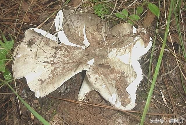 云南山珍野生菌快上市了,你知道有哪些