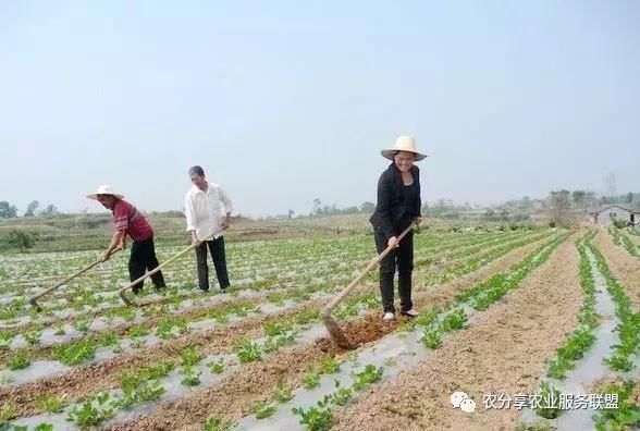 强势围观2018年，种什么品种花生？