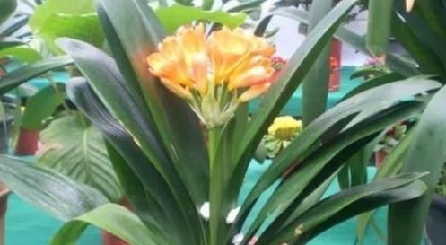 花没有肥料怎么养