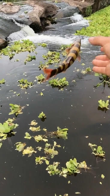 深山溪流,捕获花鼠鱼,形式巨型泥鳅,村民:两百一