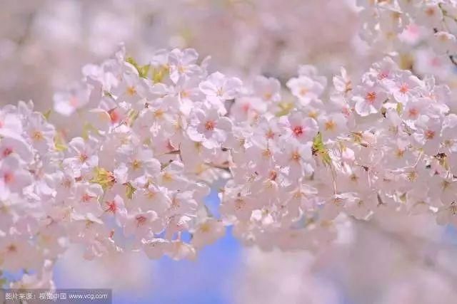 别去日本了！北京这趟6元小火车，带你穿越绝美樱花！沿途风景惊