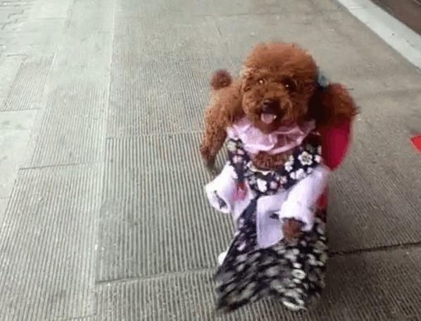 为取悦众人,泰迪主人训练他直立走路,可大家有