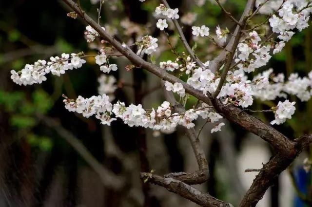 郑州樱花开啦，浪漫梦幻美炸天！想看樱花雨不用飞日本和武大！