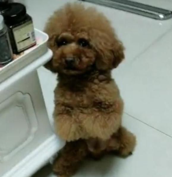 发现猕猴桃被偷吃主人很生气,泰迪:不就吃点水