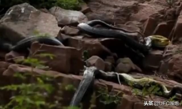 男子上山采药,发现群蛇暴毙,专家调查后问当地