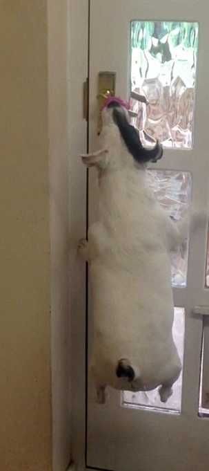 随身听!兴奋的狗狗痴迷球类运动