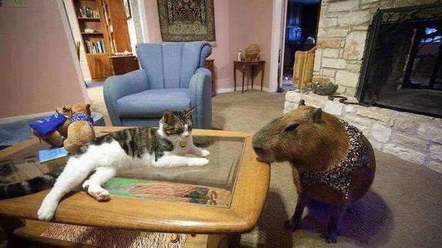 猫突然性情大变,没想到和一只重达一百斤的老