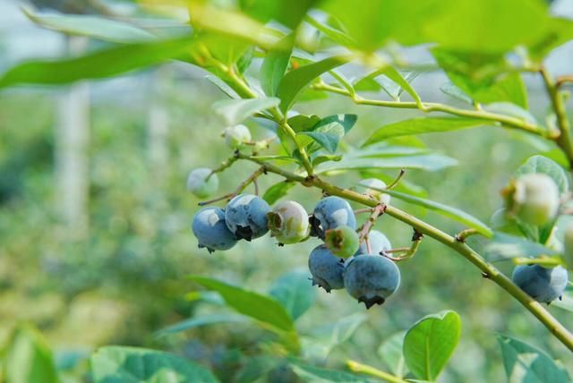 蓝莓上市了,不想去超市买盒装的,我带你去采摘