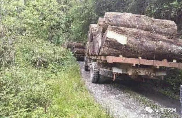 缅甸木材走私严重,政府查获上万吨名贵木材,后发生的事意想不到