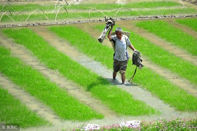 粮食直补：2018年6月农民有一笔粮补要到账，快看你家符合标准吗