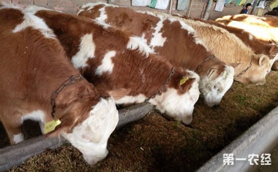 2018年农村养牛有补贴吗?补贴标准是怎样的?