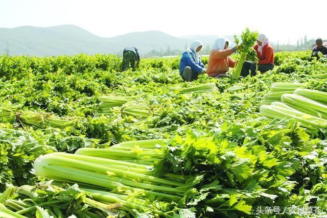 农村媳妇说：芹菜都能种成这样，你不是种地的料还是去打工吧！