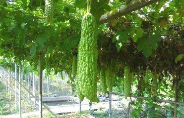 苦瓜+鸡蛋,作用太厉害!头晕手麻不见了,颈椎病