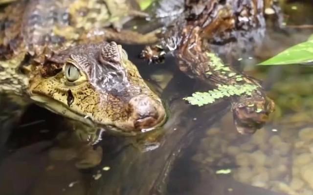 出门旅游一定要小心这五种动物,不小心被咬到