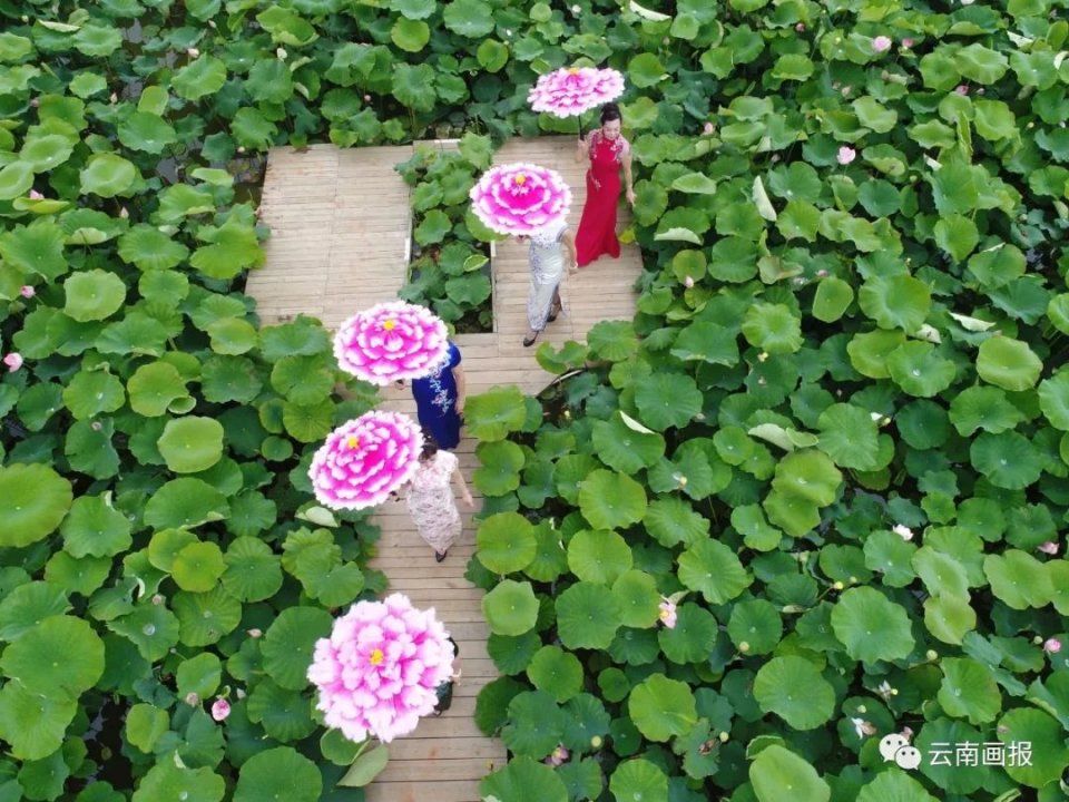 太美了!澄江大片荷花开好了,就等你!
