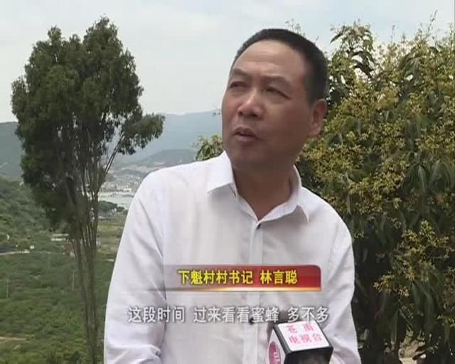 苍南马站下魁村：“无核荔枝”长势喜人 预计7月可上市