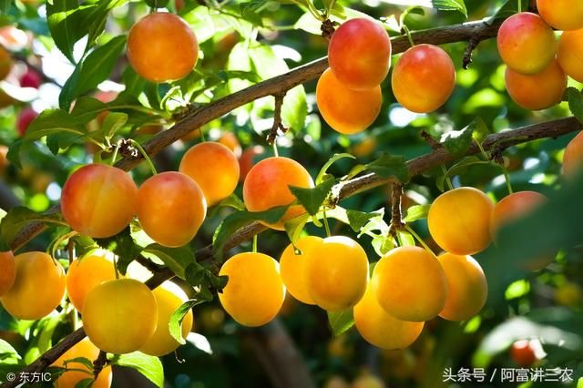 学会这几招,你种的李子将是别人的两倍