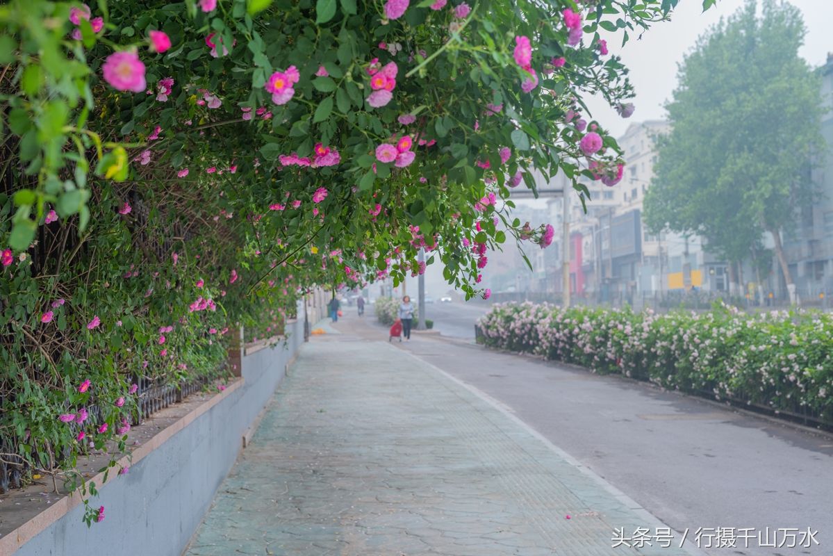 街头的蔷薇花绽放，济南玉函路最美花墙来啦!