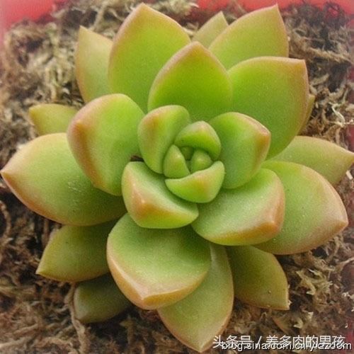 舌尖上的肉肉可以吃的多肉植物