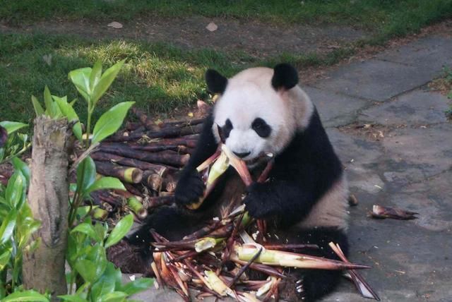 这个地方最适合一个人旅行，可谓是“单身狗”的福利了