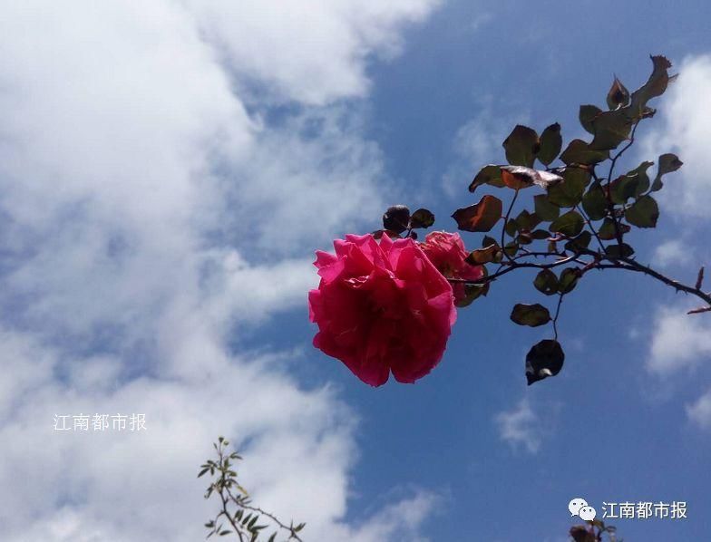 一场雨后 南昌天空美出新高度