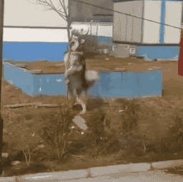 周末动图一组【投票】 - 油乐园 - 一加手机社区官方