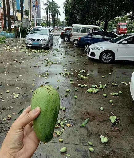 看过来！中山下了一场“芒果雨”！高温+降雨……接下来的天气更