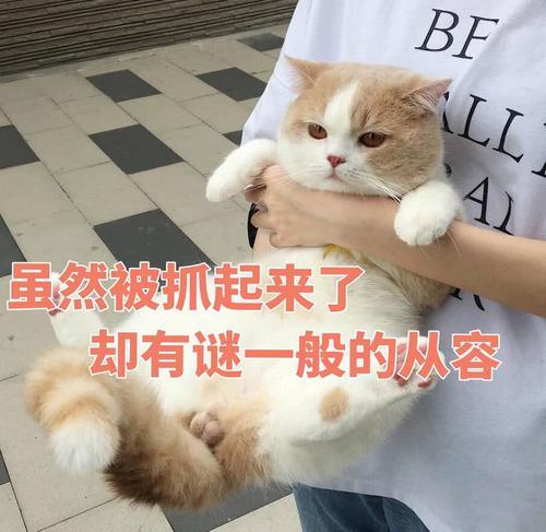 傲娇表情表情:生气了,哄不好的那种苯的除猫咪包图片