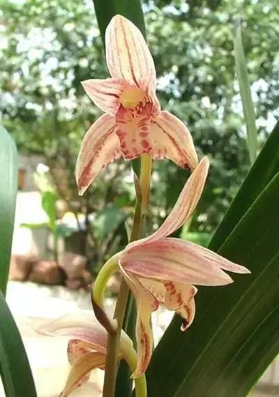 每种花都有特定的花开时间， 掌握这个时间， 为你营造最美的美景