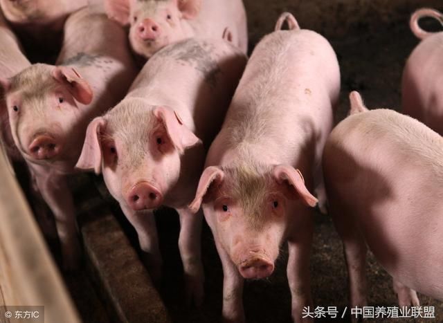 论猪价还得暴跌，不跌小散饭碗难保