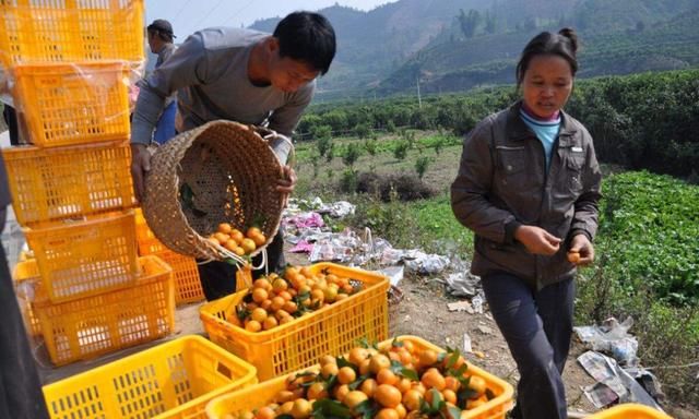 沙糖桔价格为何一路狂跌，销售惨淡？无非是这三个原因