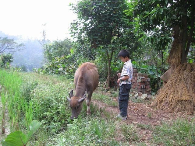 9岁男孩上山放牛，遇“母子”问路，故意指错误方向，却破了大案