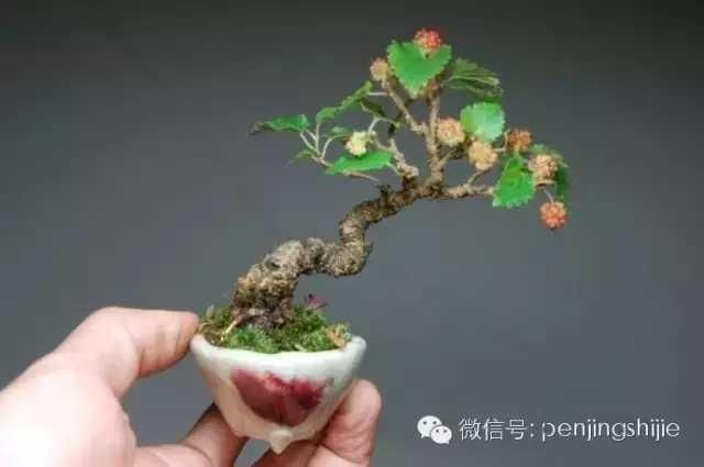 桑树也能玩盆景 而且好看 尤其是桑椹成熟的季节