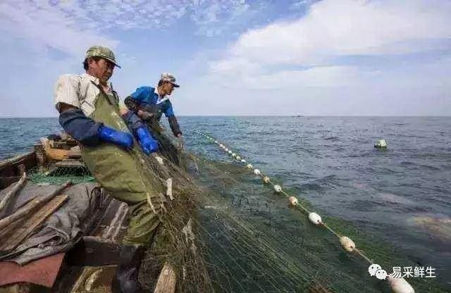 原来我们餐桌上吃的海蜇是这么来的，太不容易了!