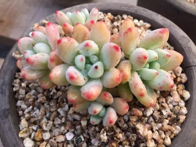 多肉培土及各种介质的介绍